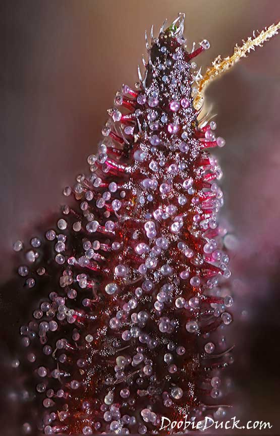 purps-2775-2824-w-jpg.503905