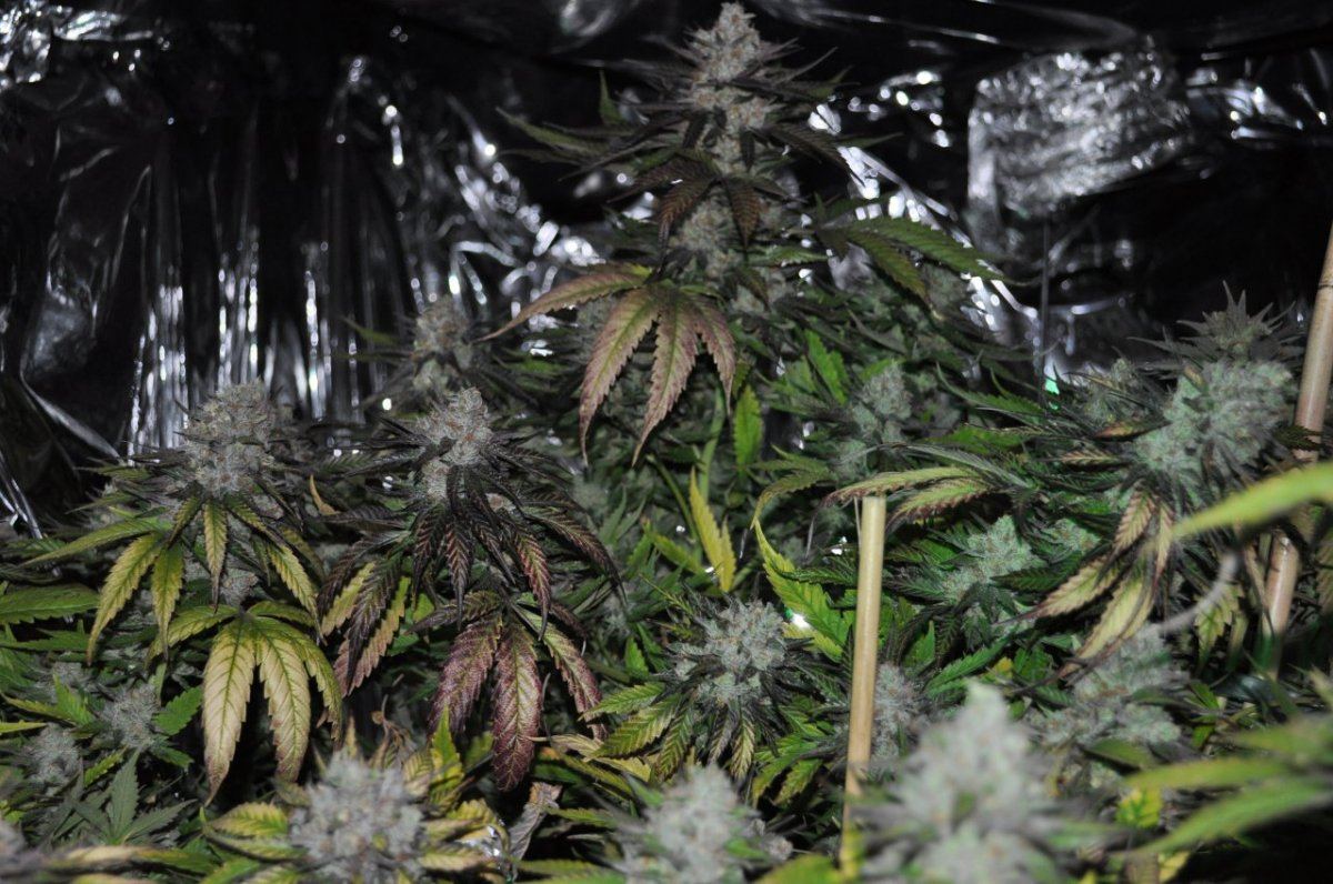 Purps 4