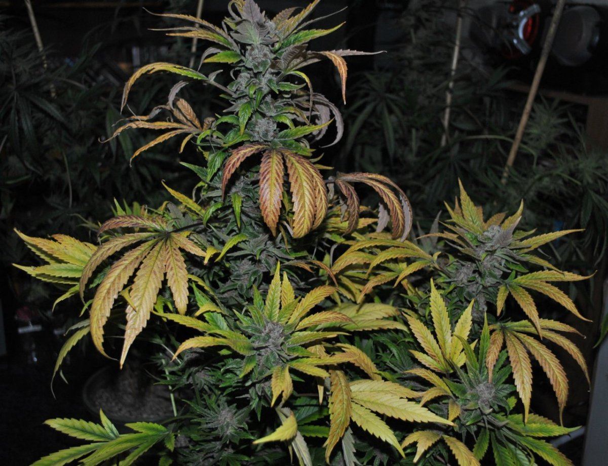 Purps 8 31 10 004