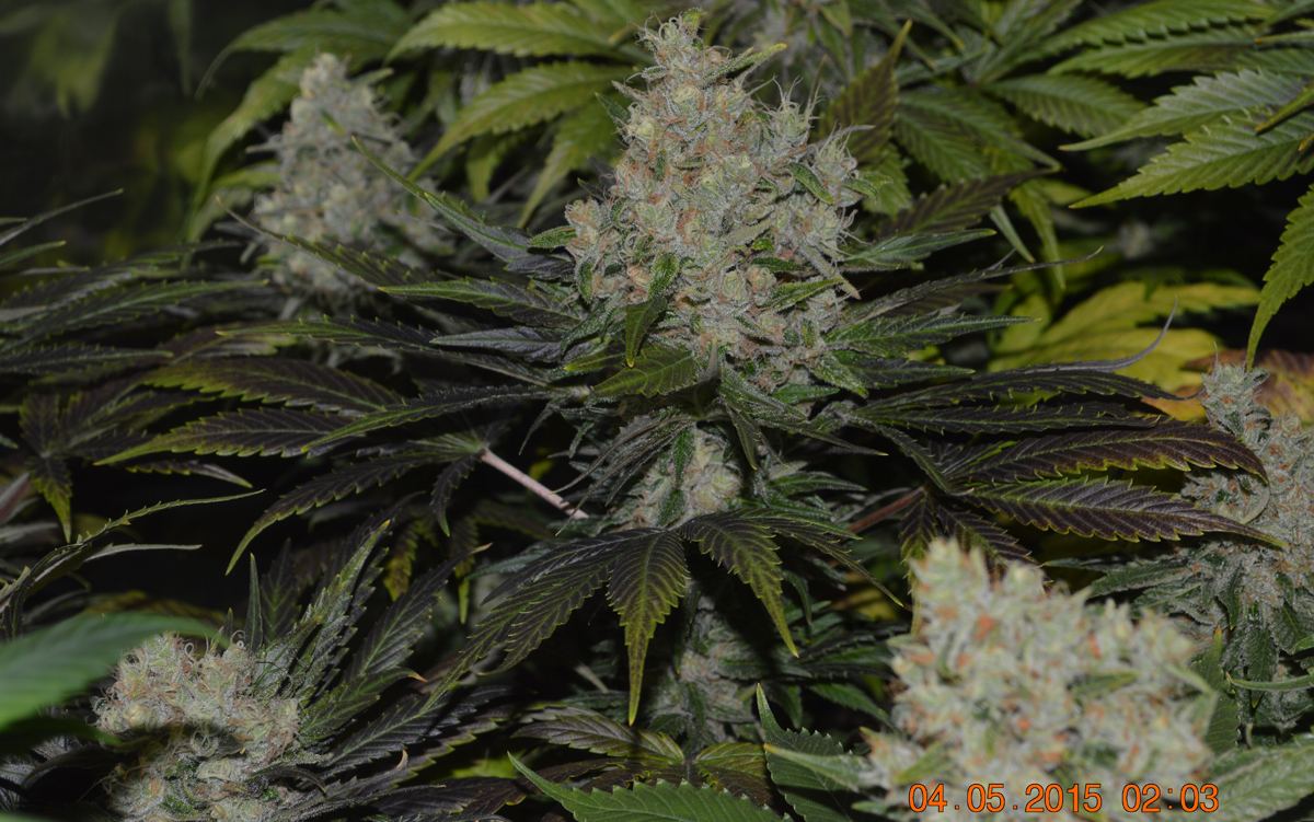 Purps