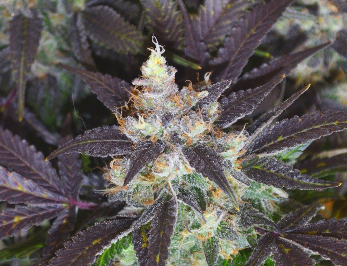 Purps