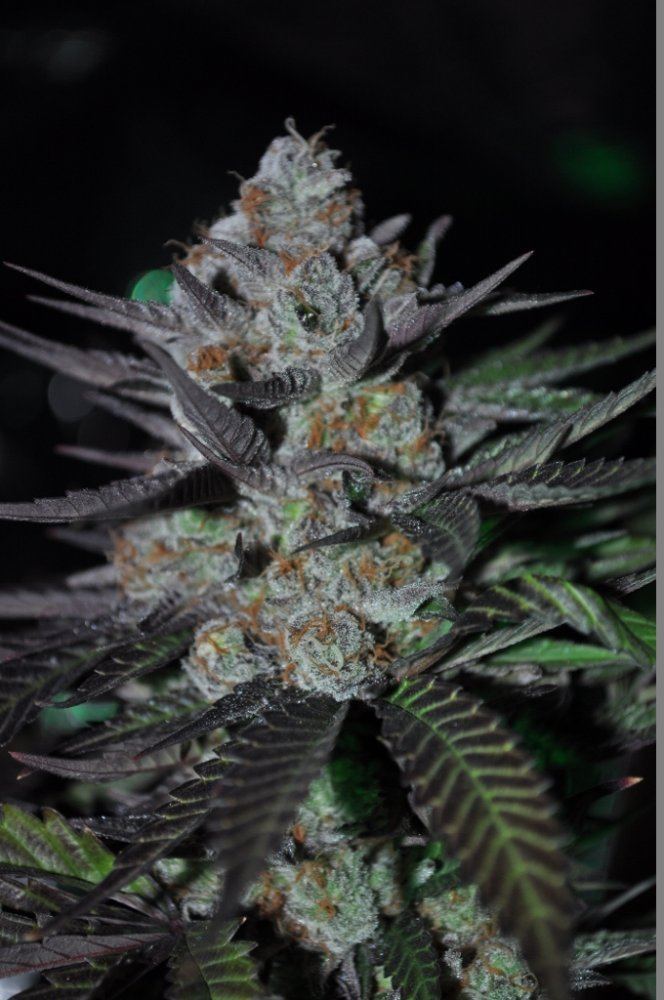 Purps1 1024x680 1024x680