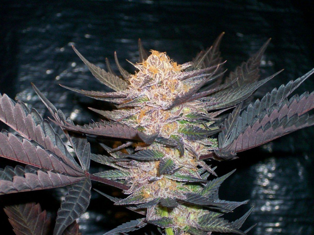 Purps1 1250 x 938