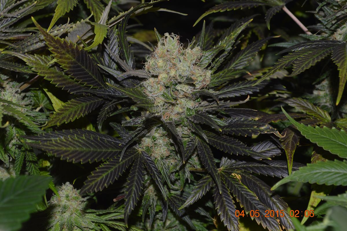 Purps2