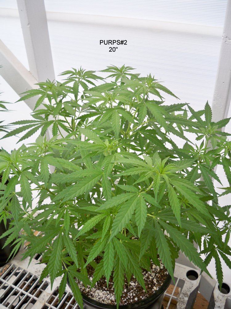Purps2a