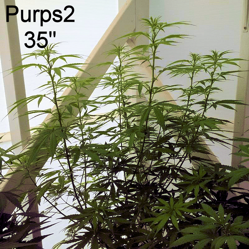 Purps2a