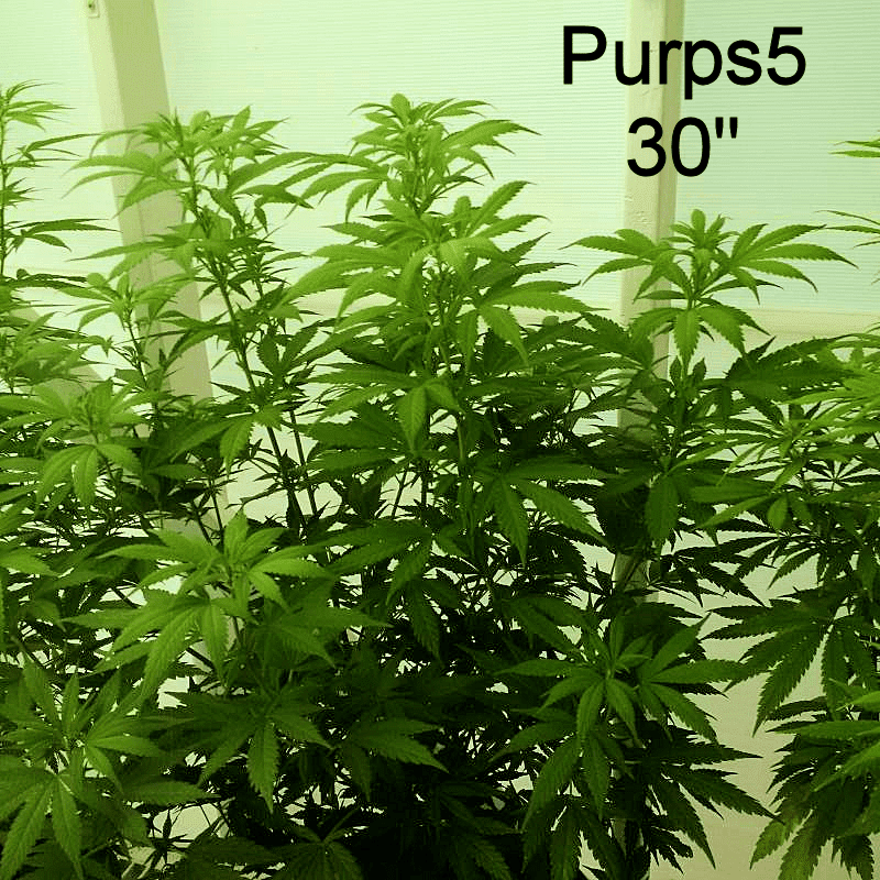 Purps5a
