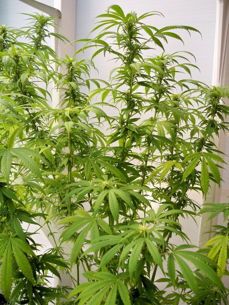 Purps5p x