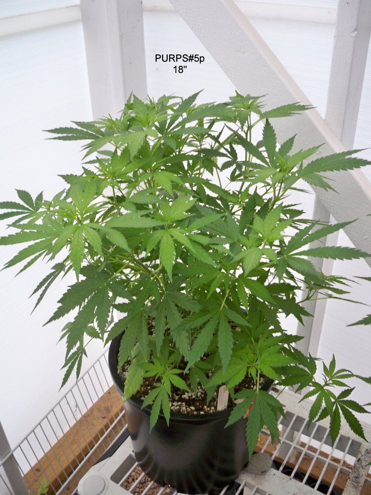 Purps5Pa