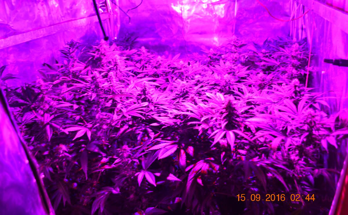Purpspread