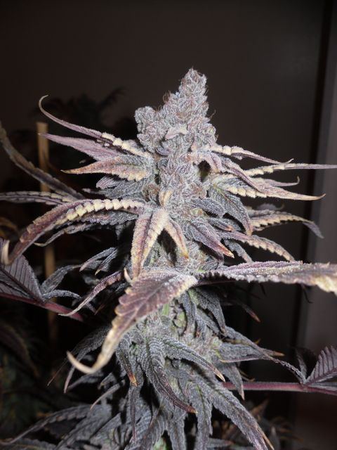 Purptrainwreck