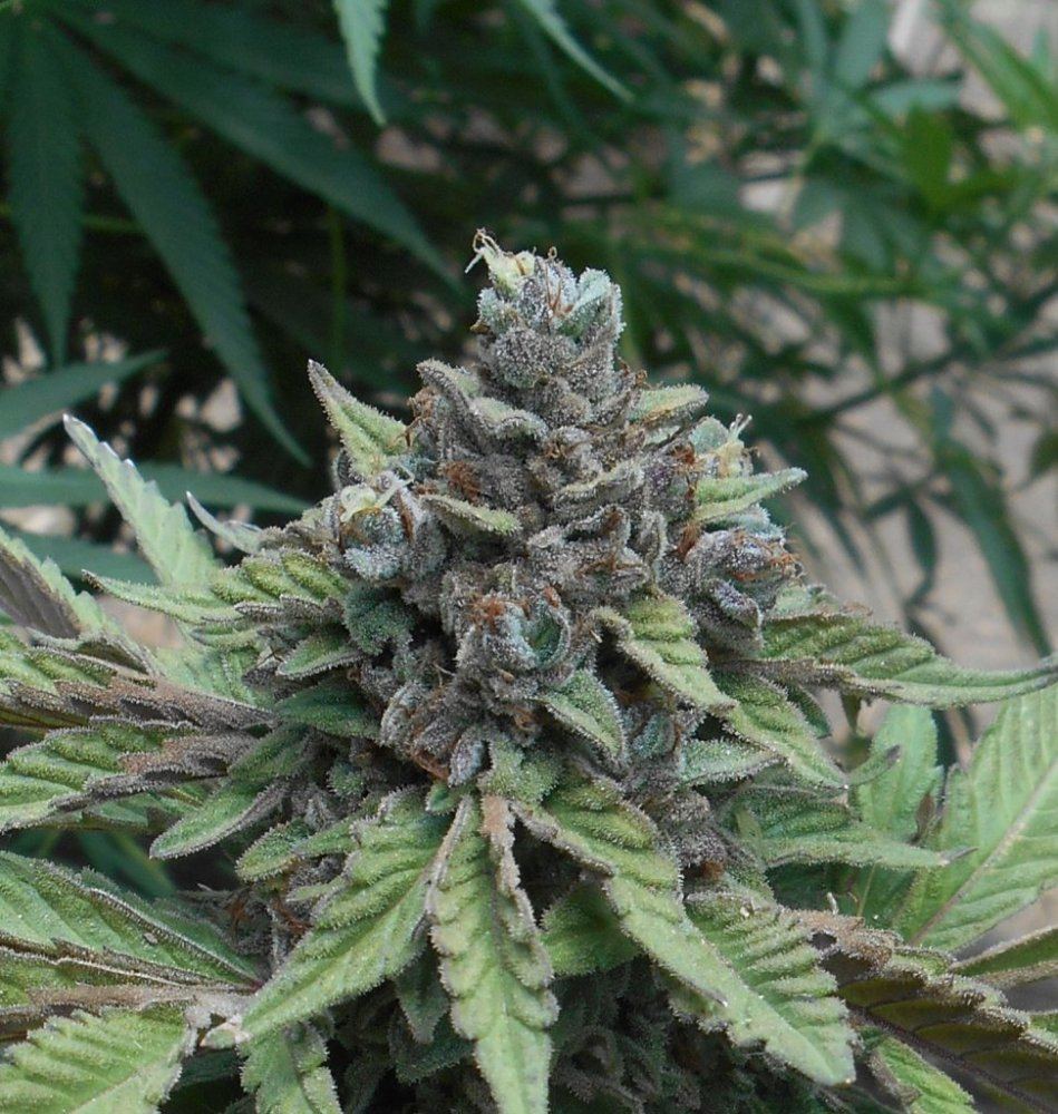 Purptwsbtop