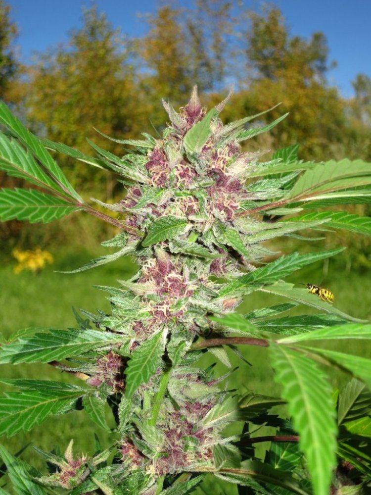 PURPWASP sf