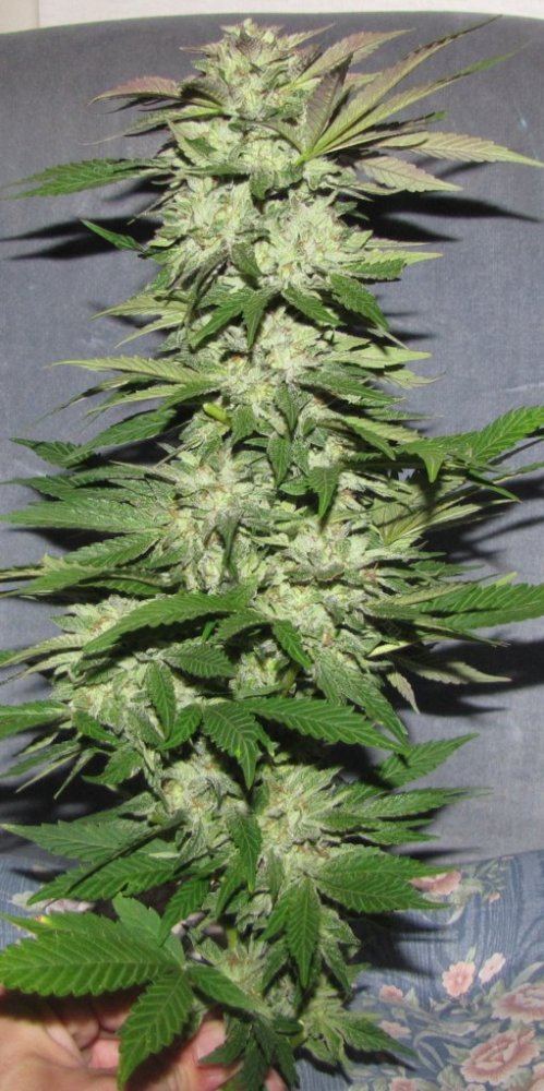 PUxHAOG
