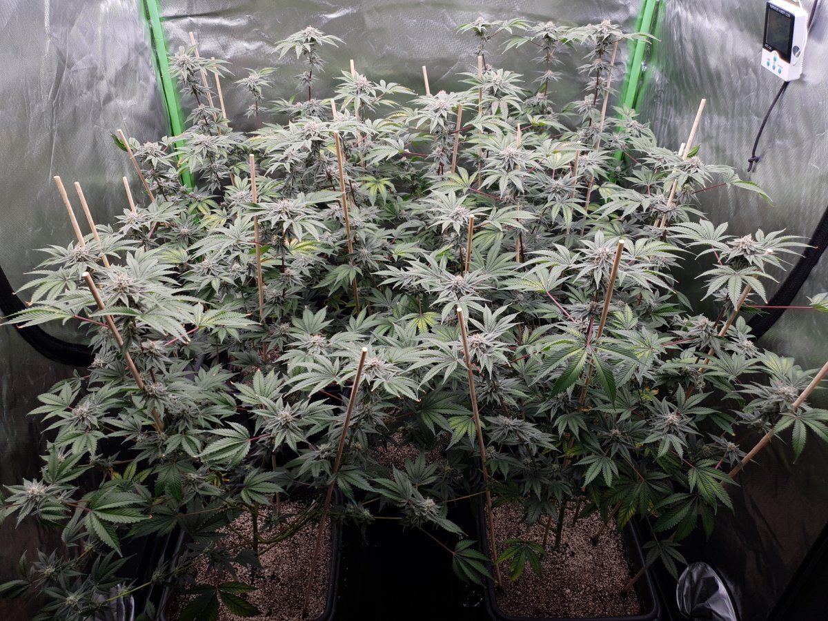 PWR 47 days 1