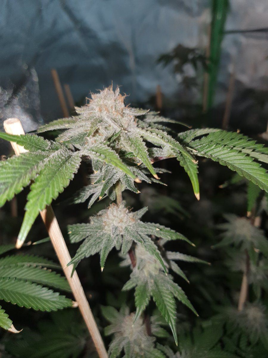 PWR 58 days chop LED 1