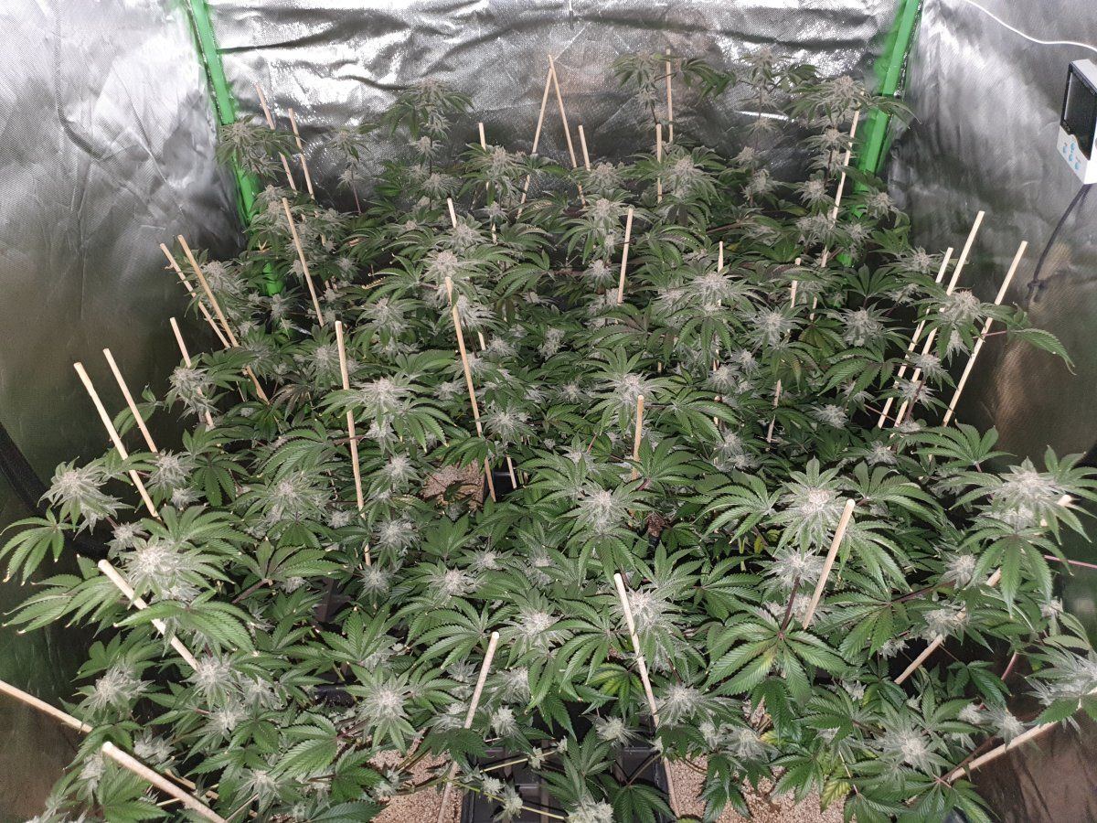 PWR 58 days chop LED 2