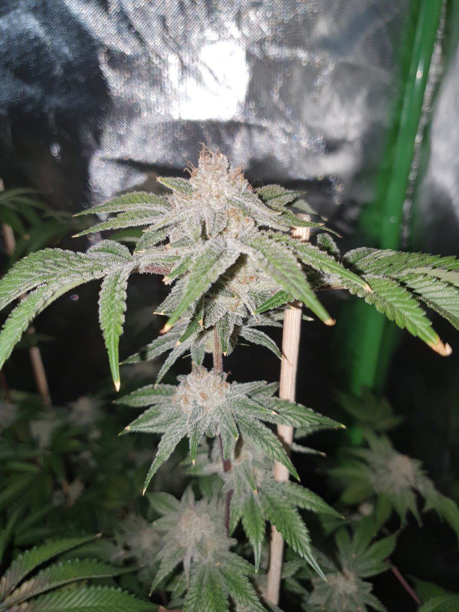 PWR 58 days chop LED 3