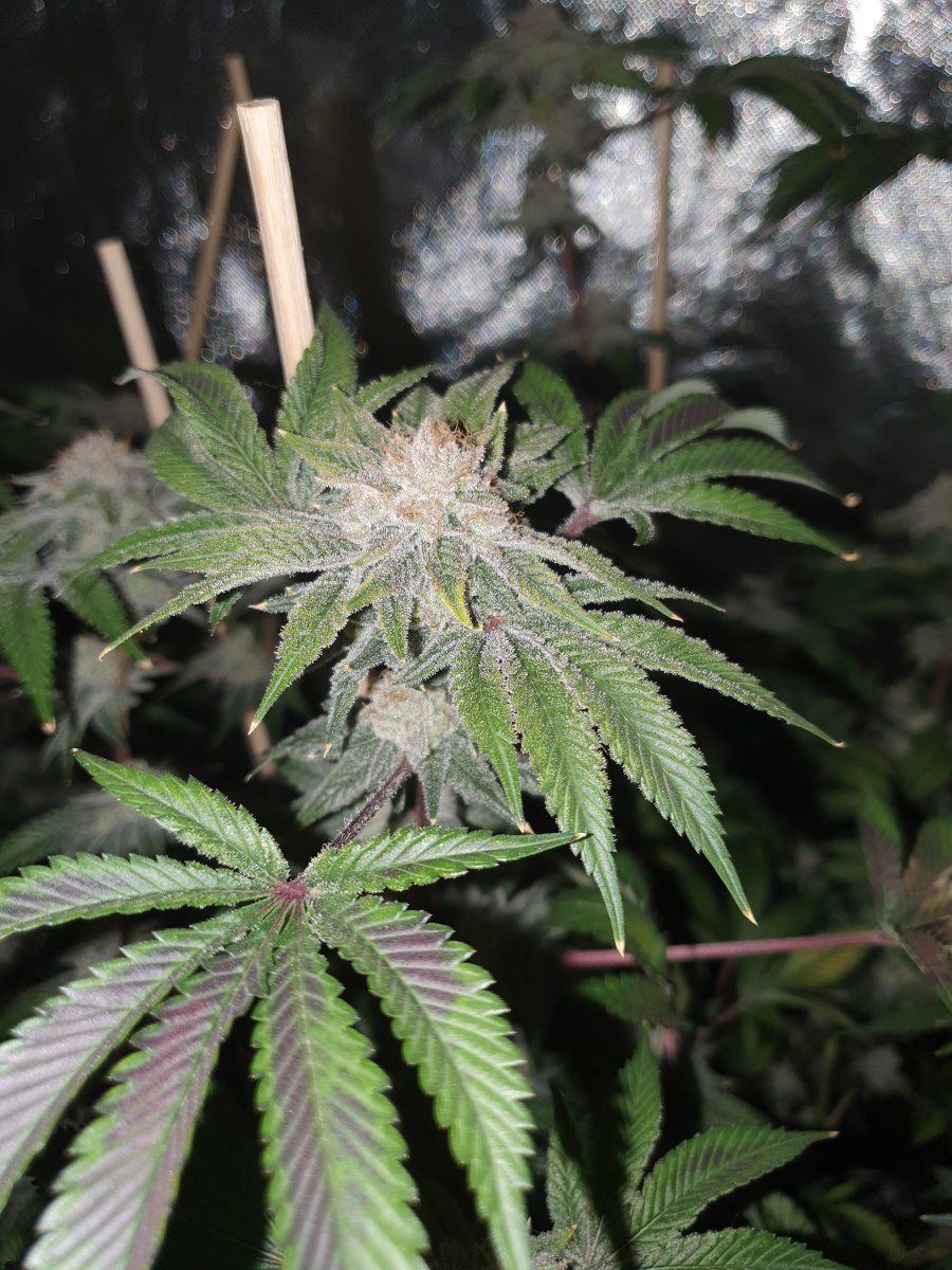 PWR 58 days chop LED 4