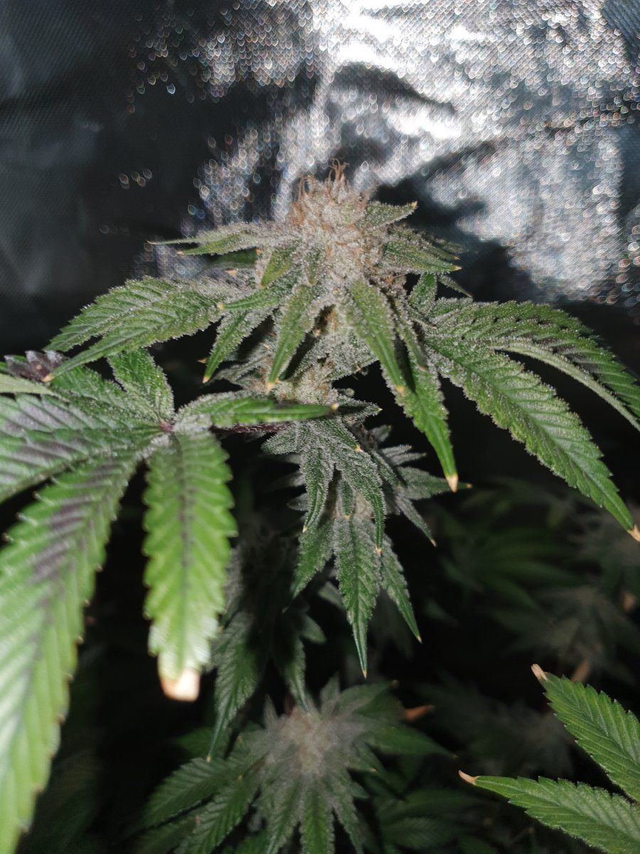 PWR 58 days chop LED 5