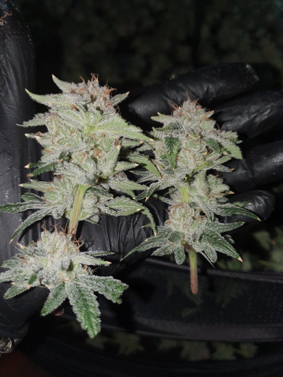 PWR 58 days chop LED 6