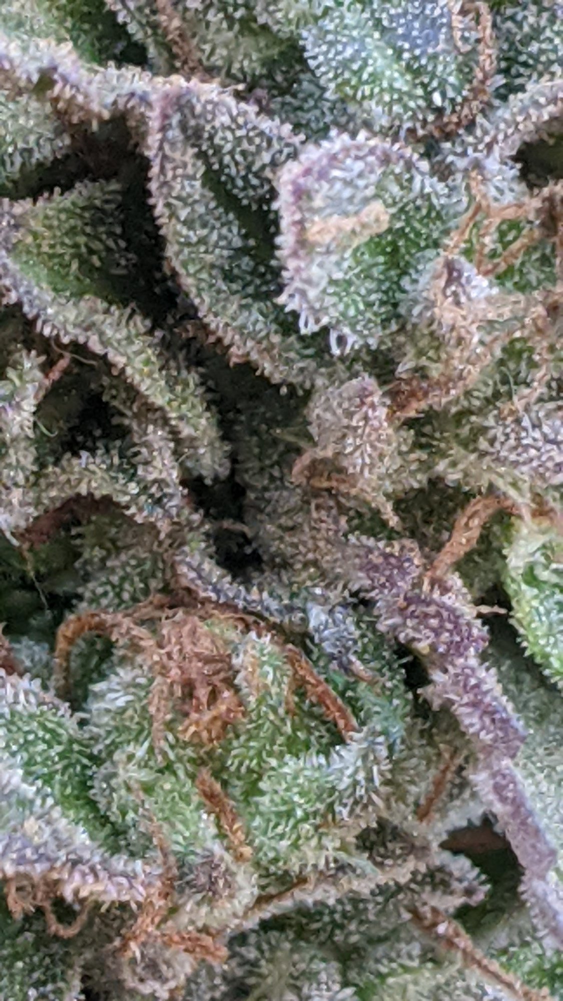 PXL 20201024 190021464