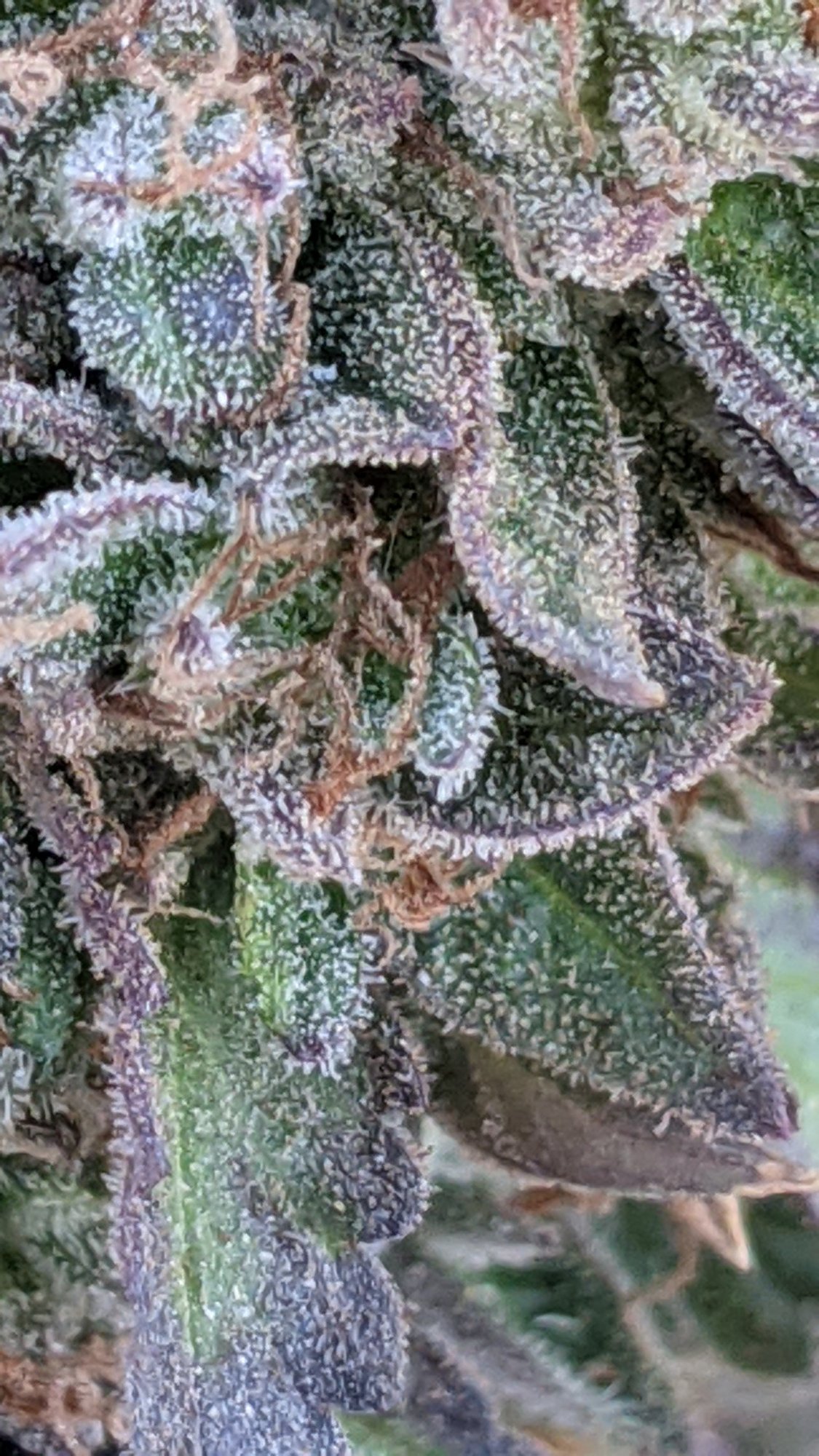 PXL 20201024 190052670