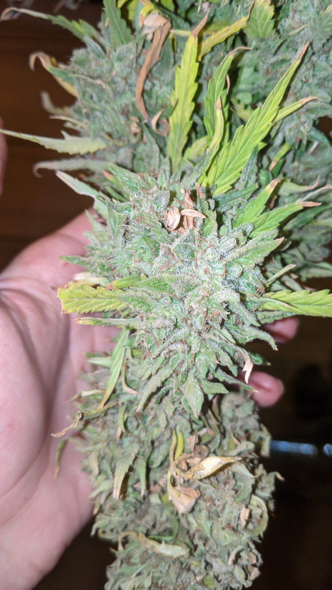 PXL 20201031 204407385