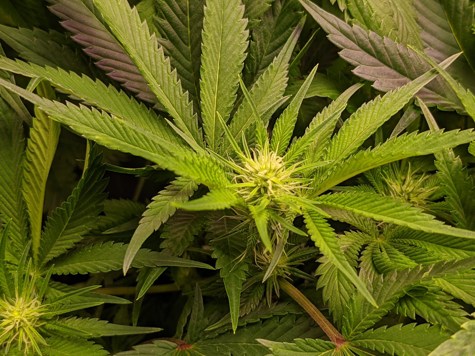 PXL 20210116 003054018