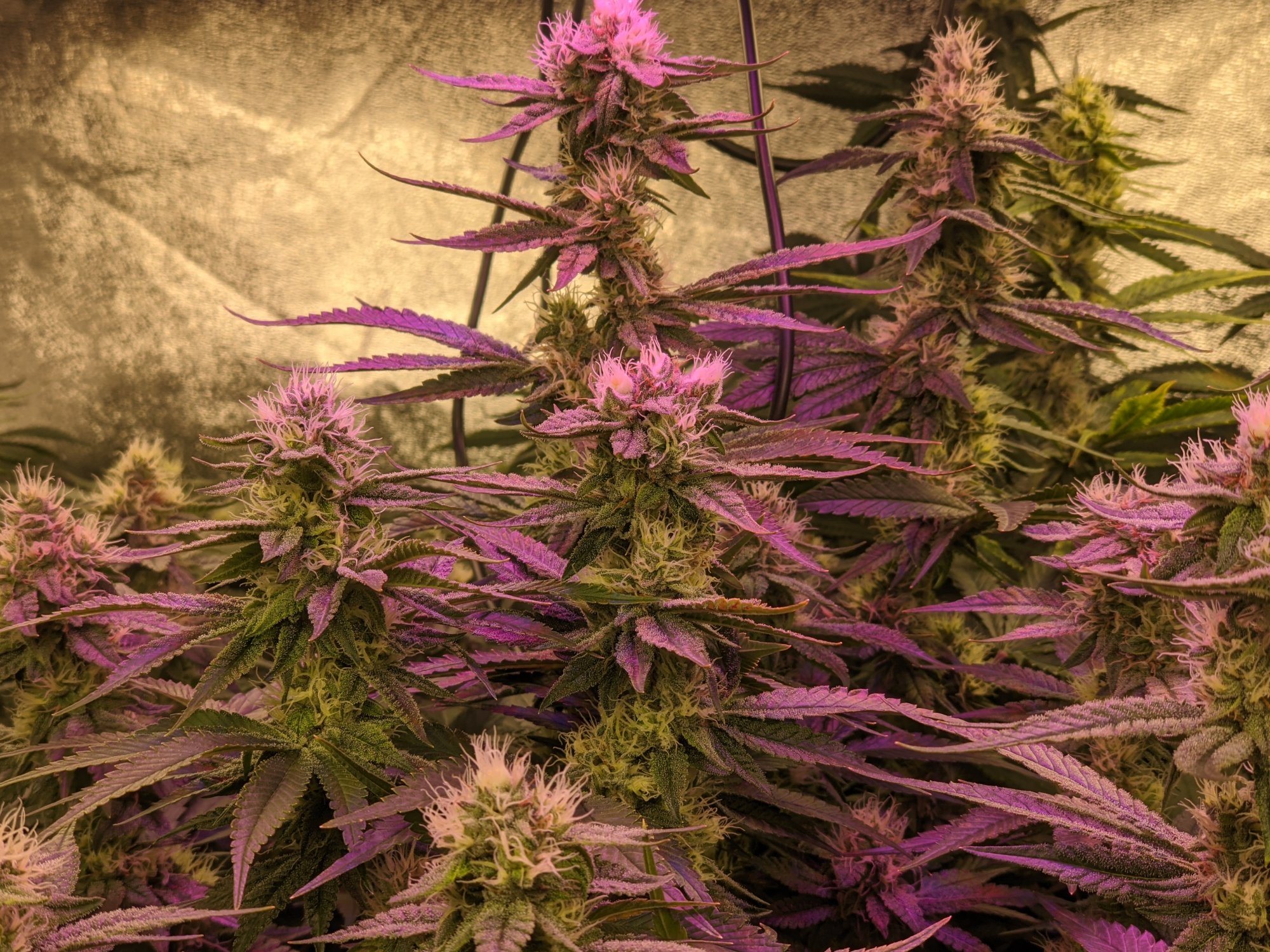 PXL 20210204 003539503