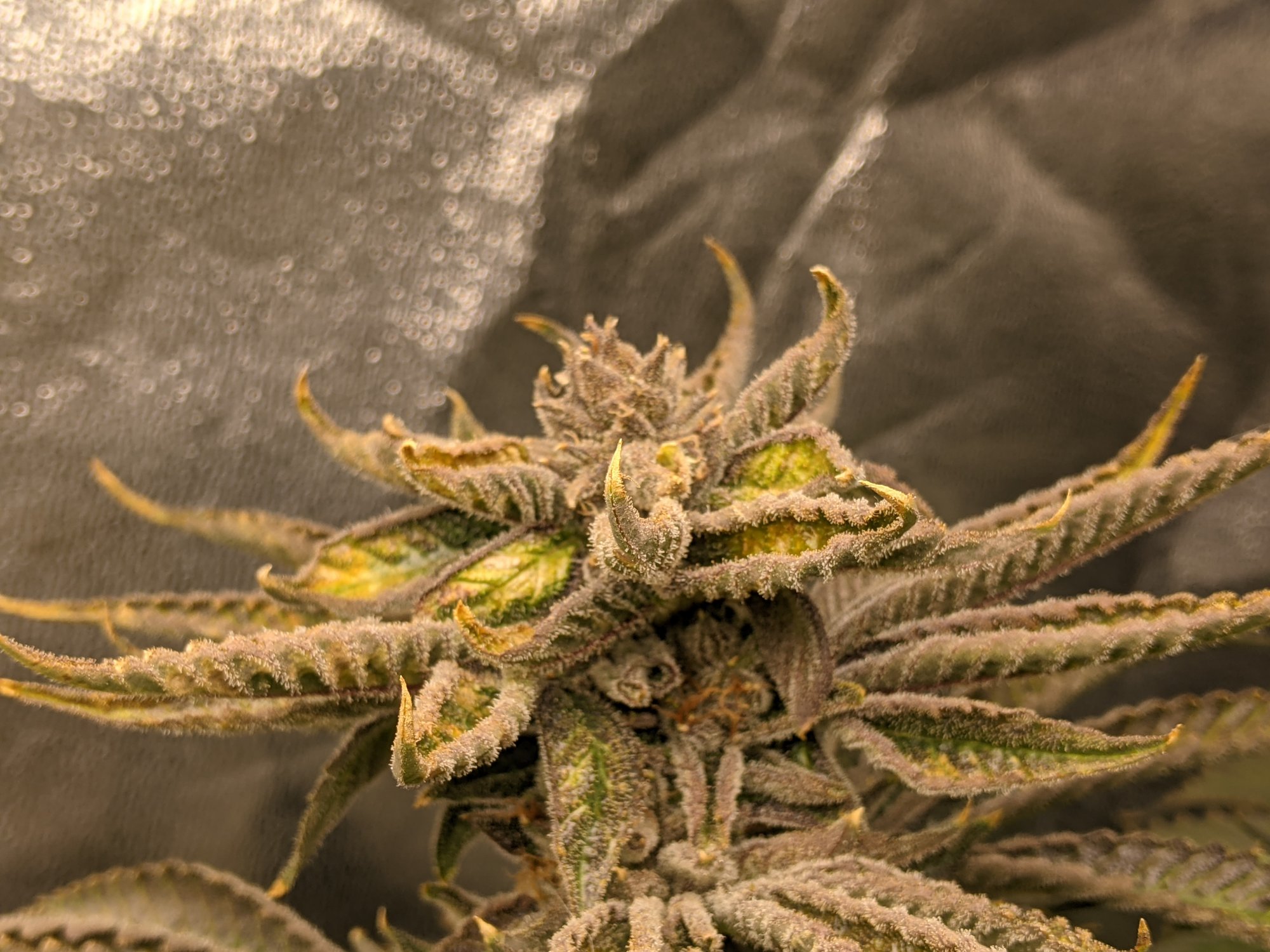 PXL 20210412 032046071