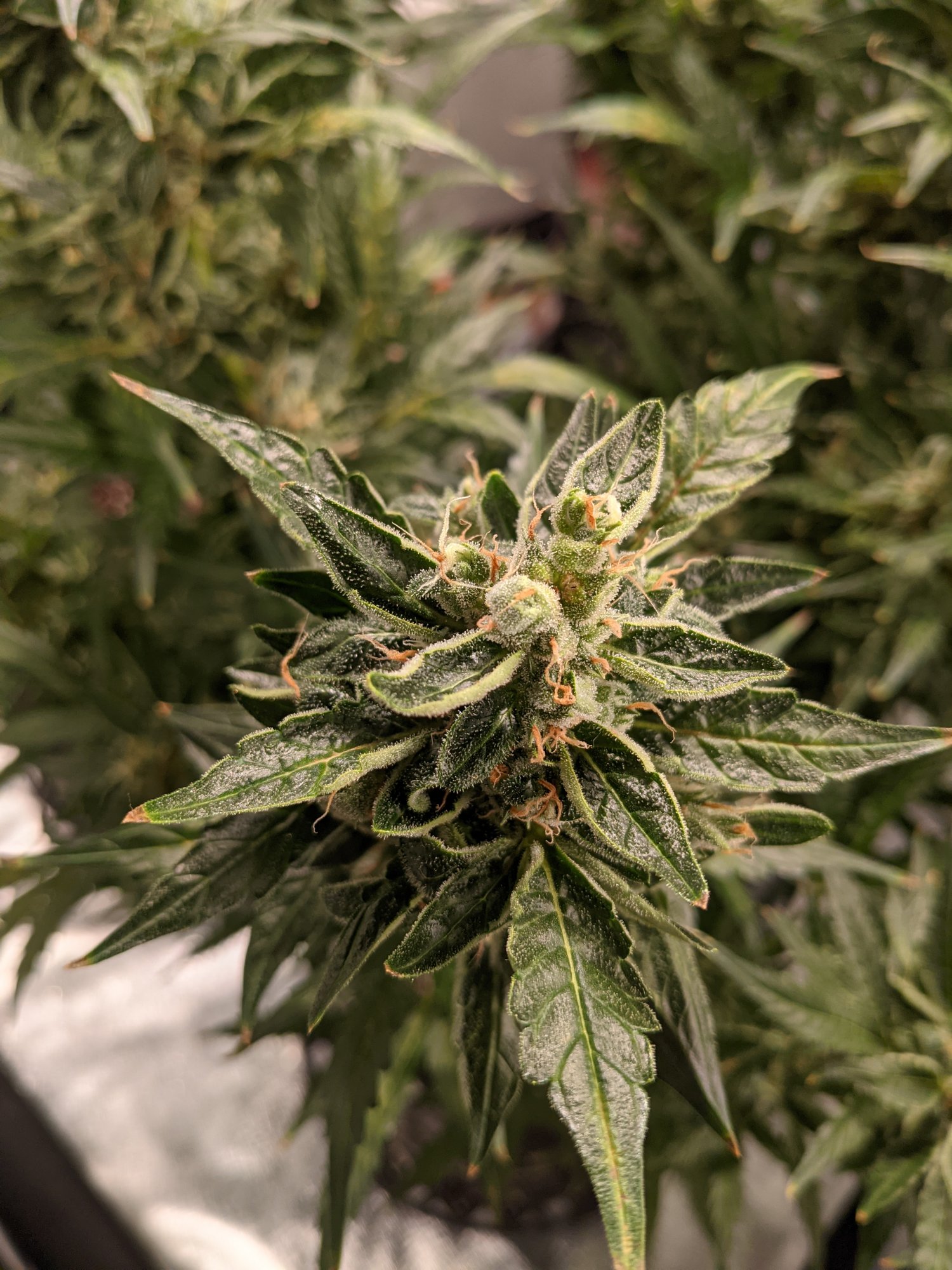 PXL 20210507 045255910