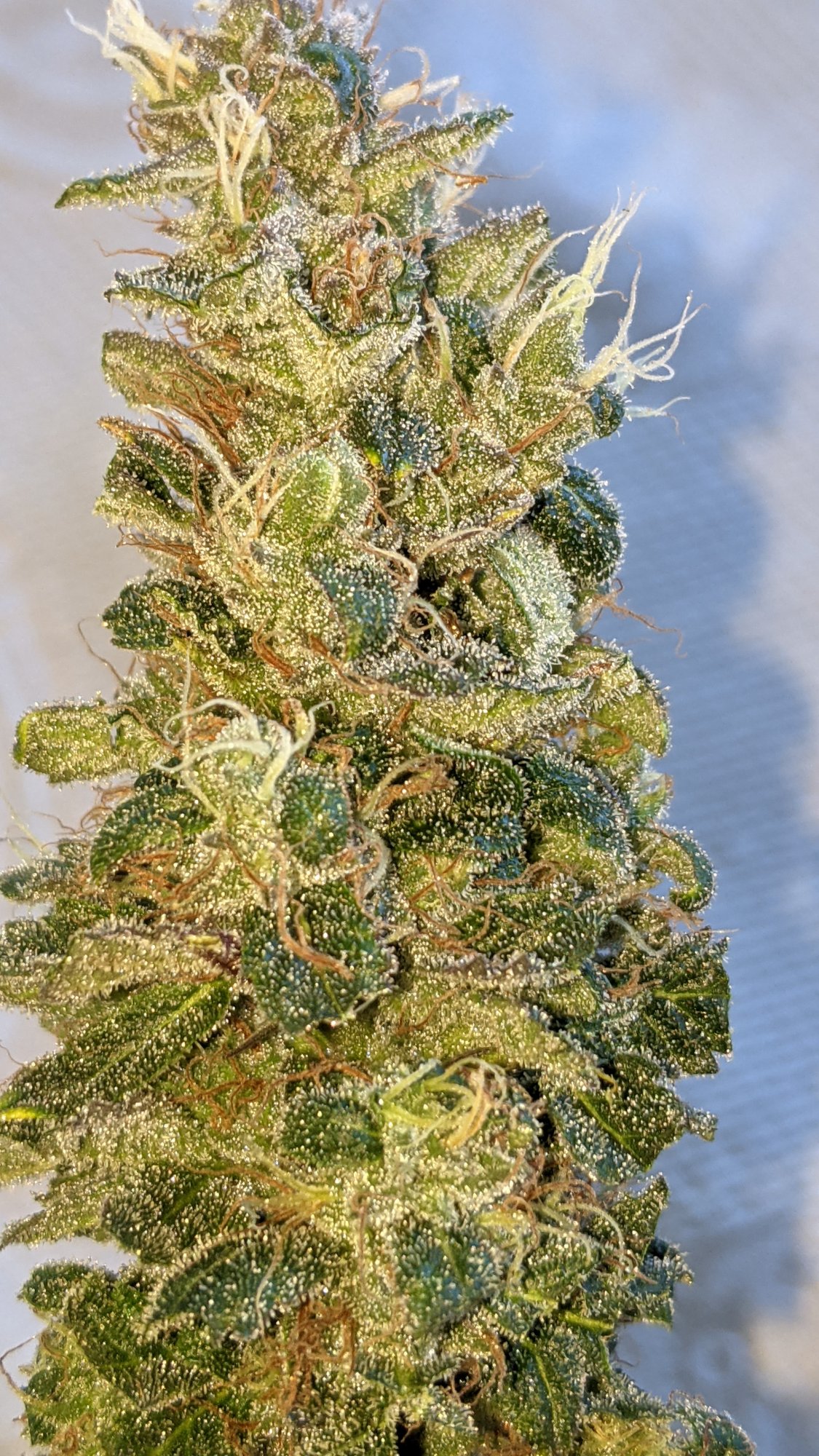 PXL 20210520 172738863
