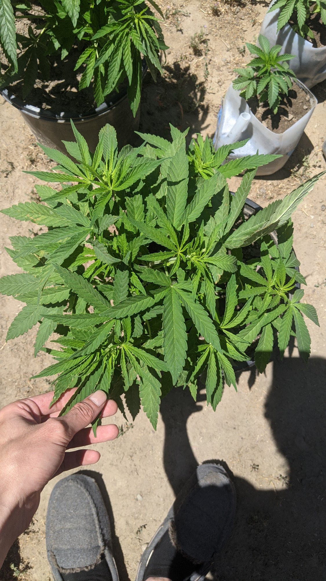 PXL 20210526 203206299