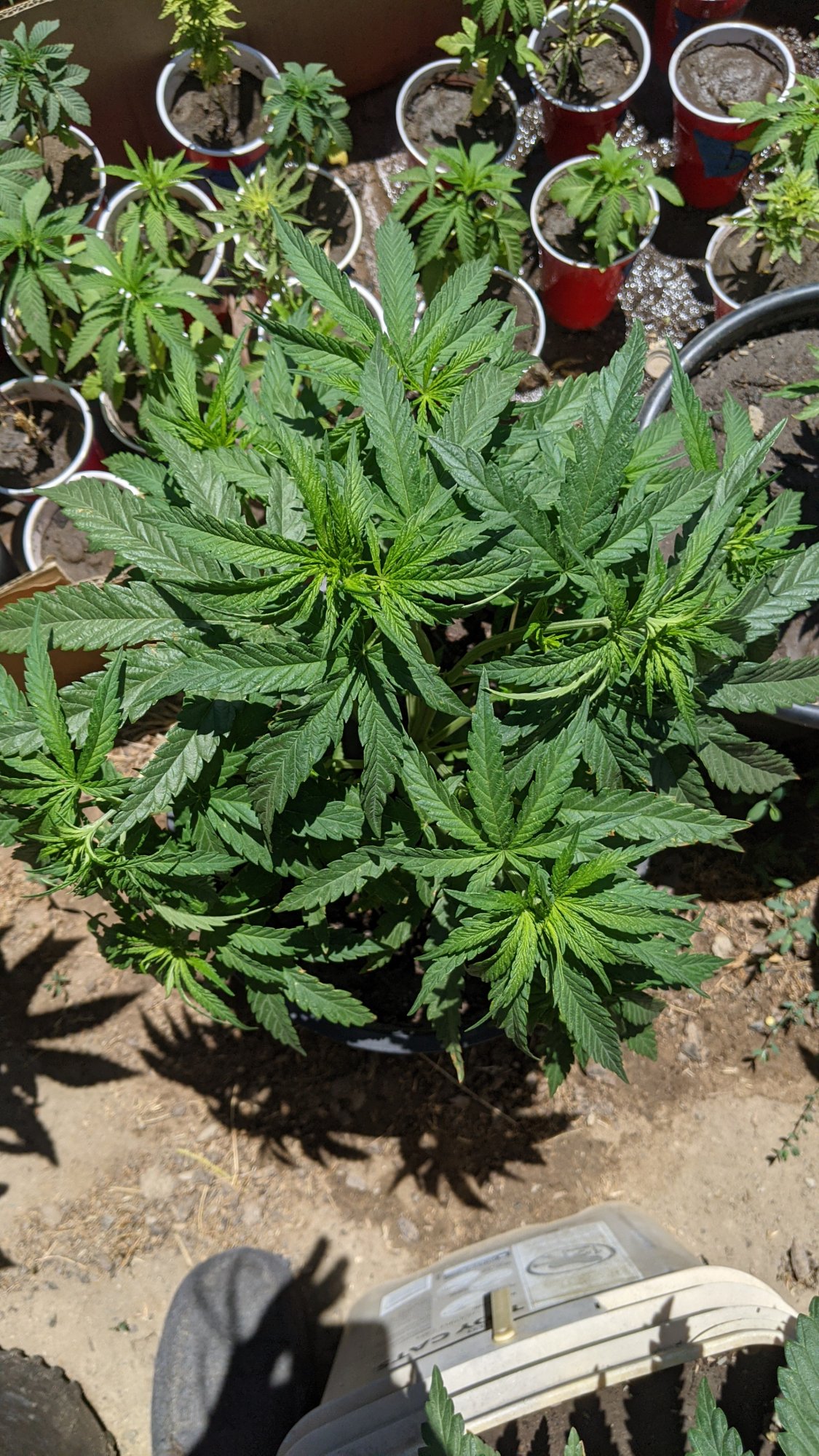PXL 20210527 203349816