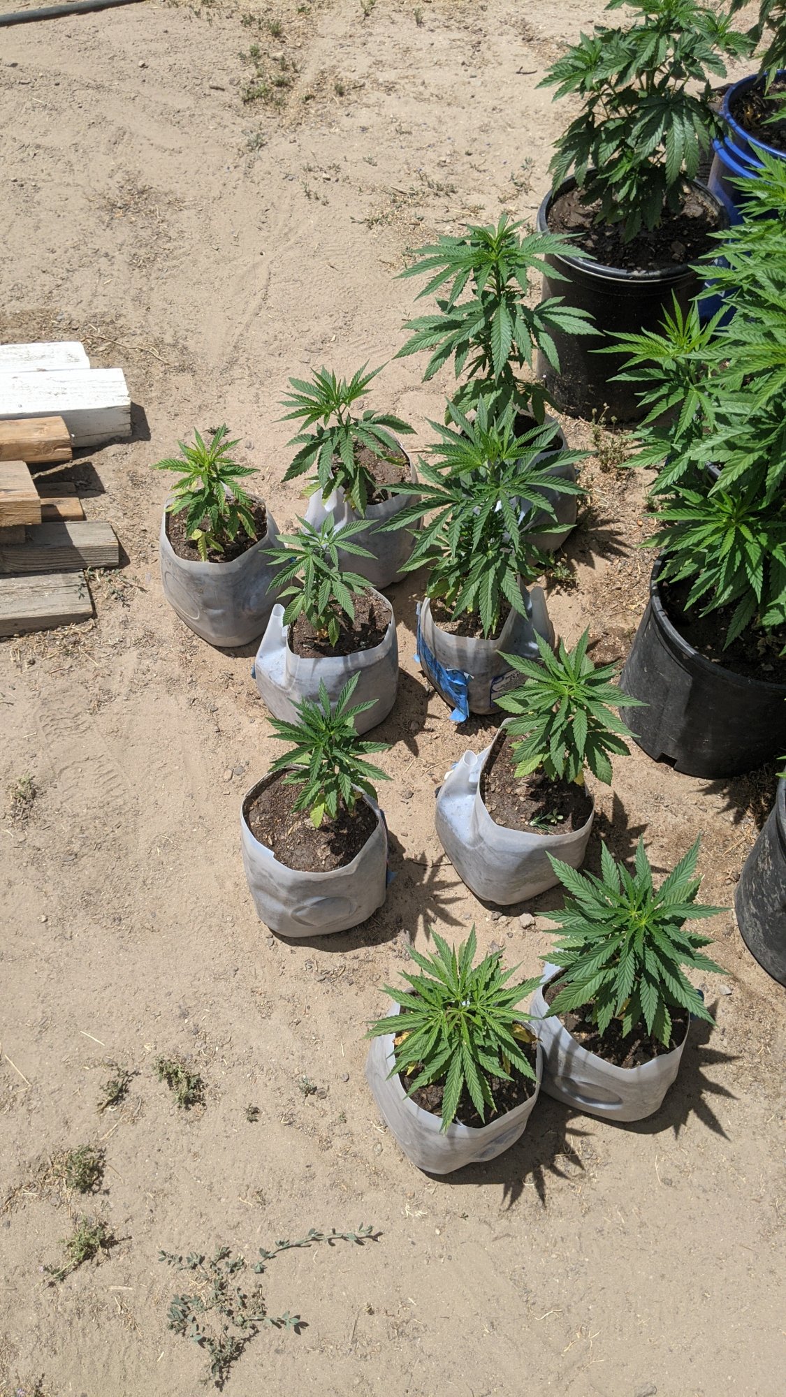 PXL 20210605 203956692