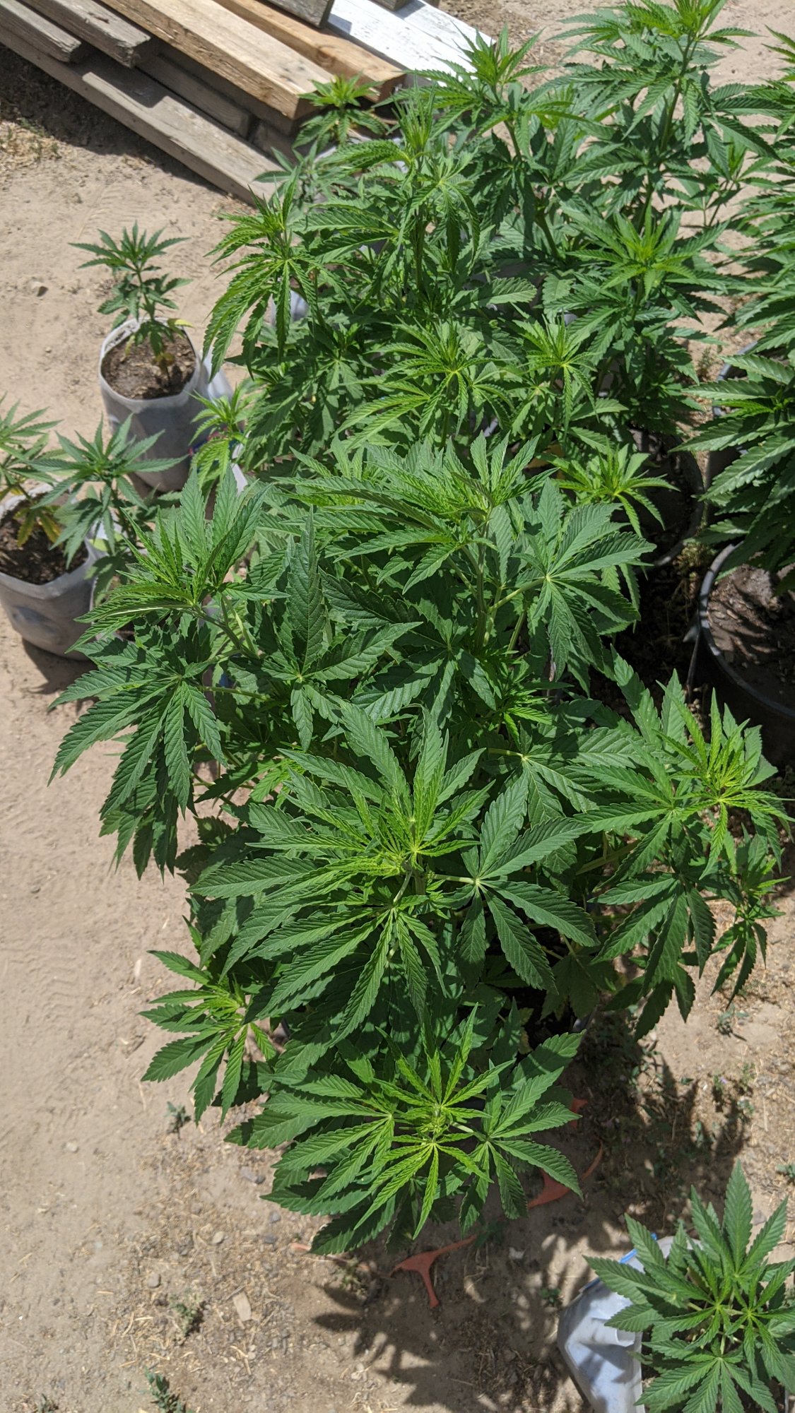 PXL 20210605 204010852