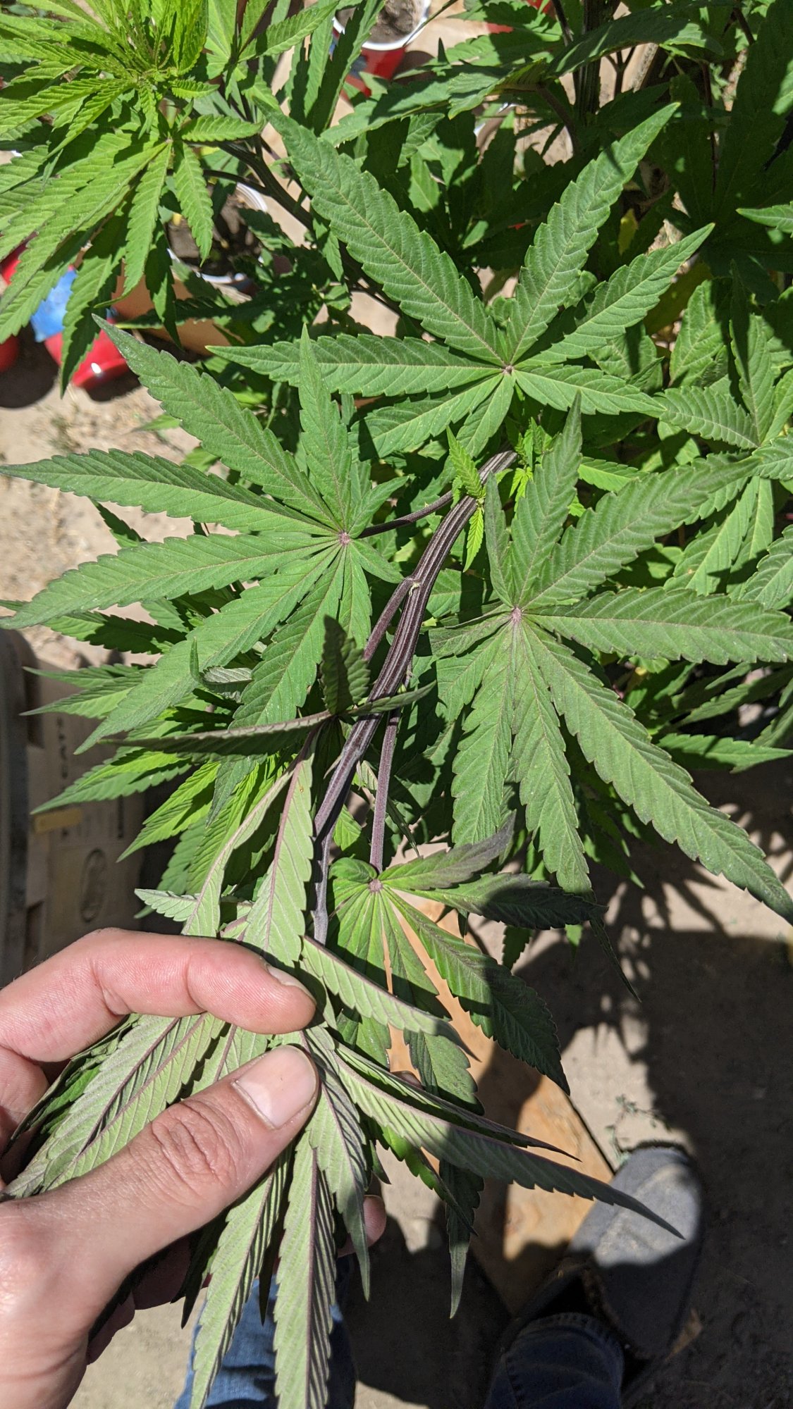 PXL 20210611 201051787