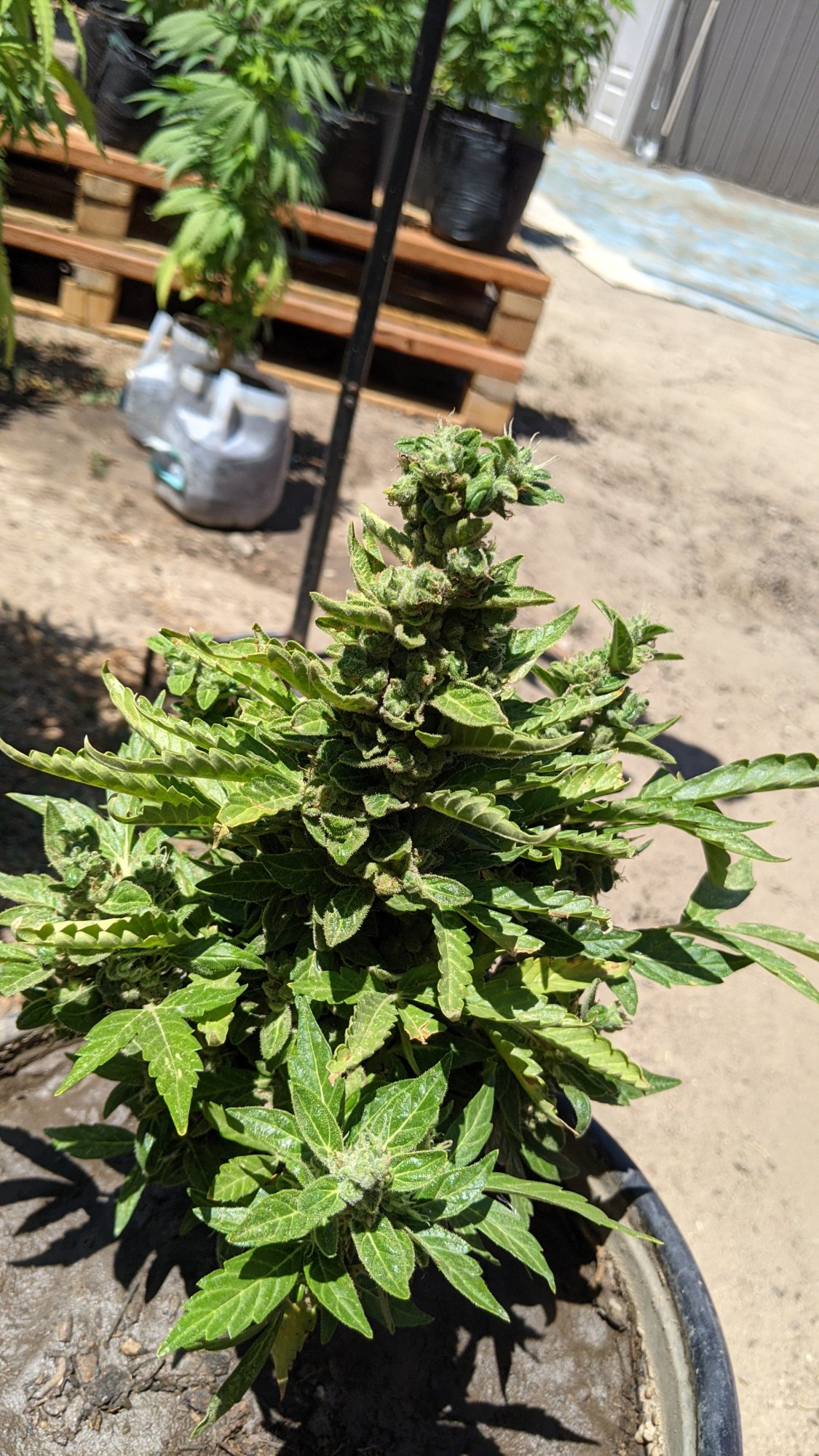 PXL 20210627 190810945