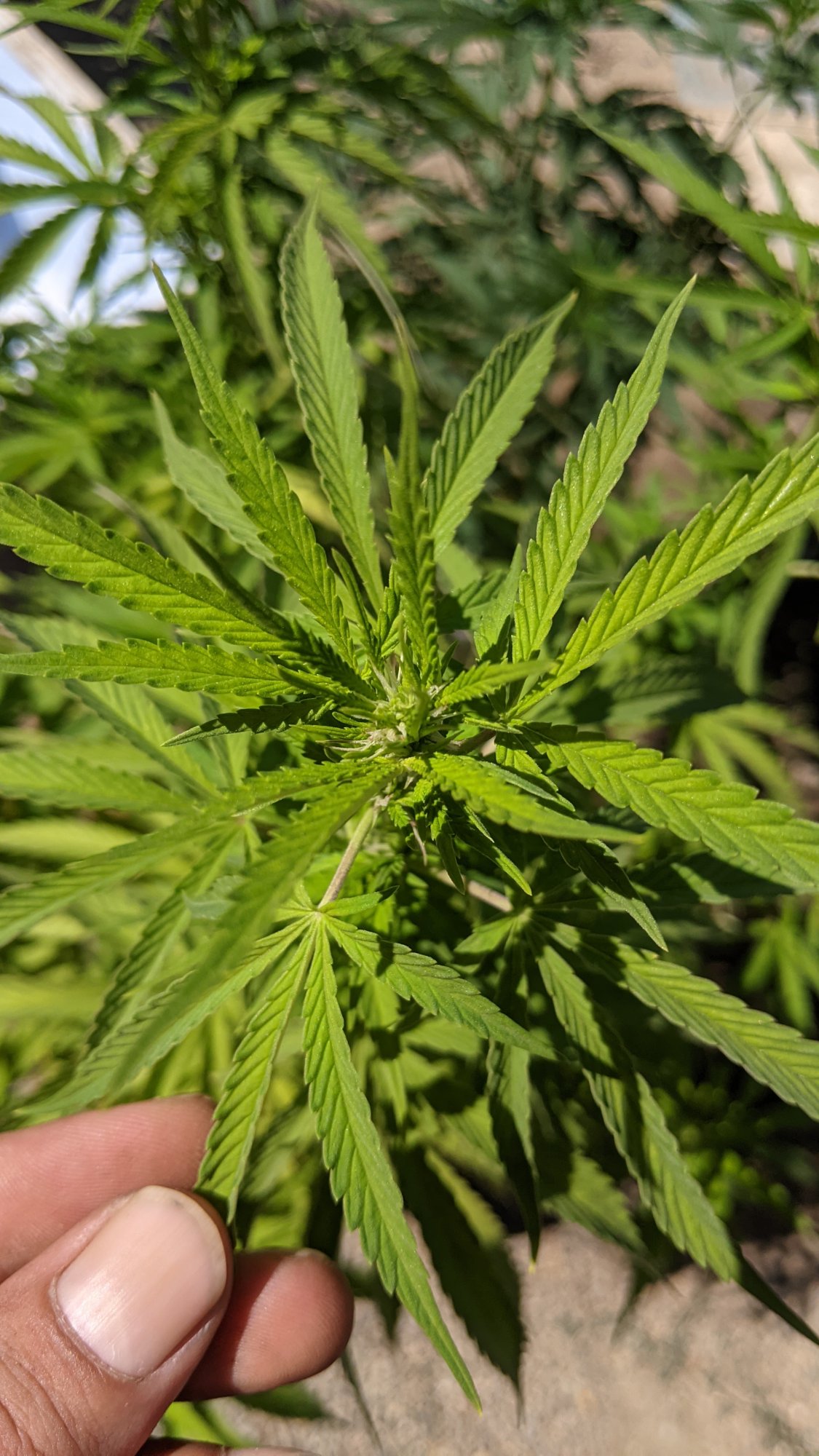 PXL 20210716 223806643