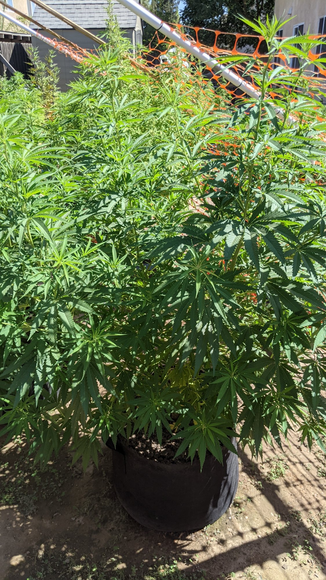 PXL 20210716 223901258