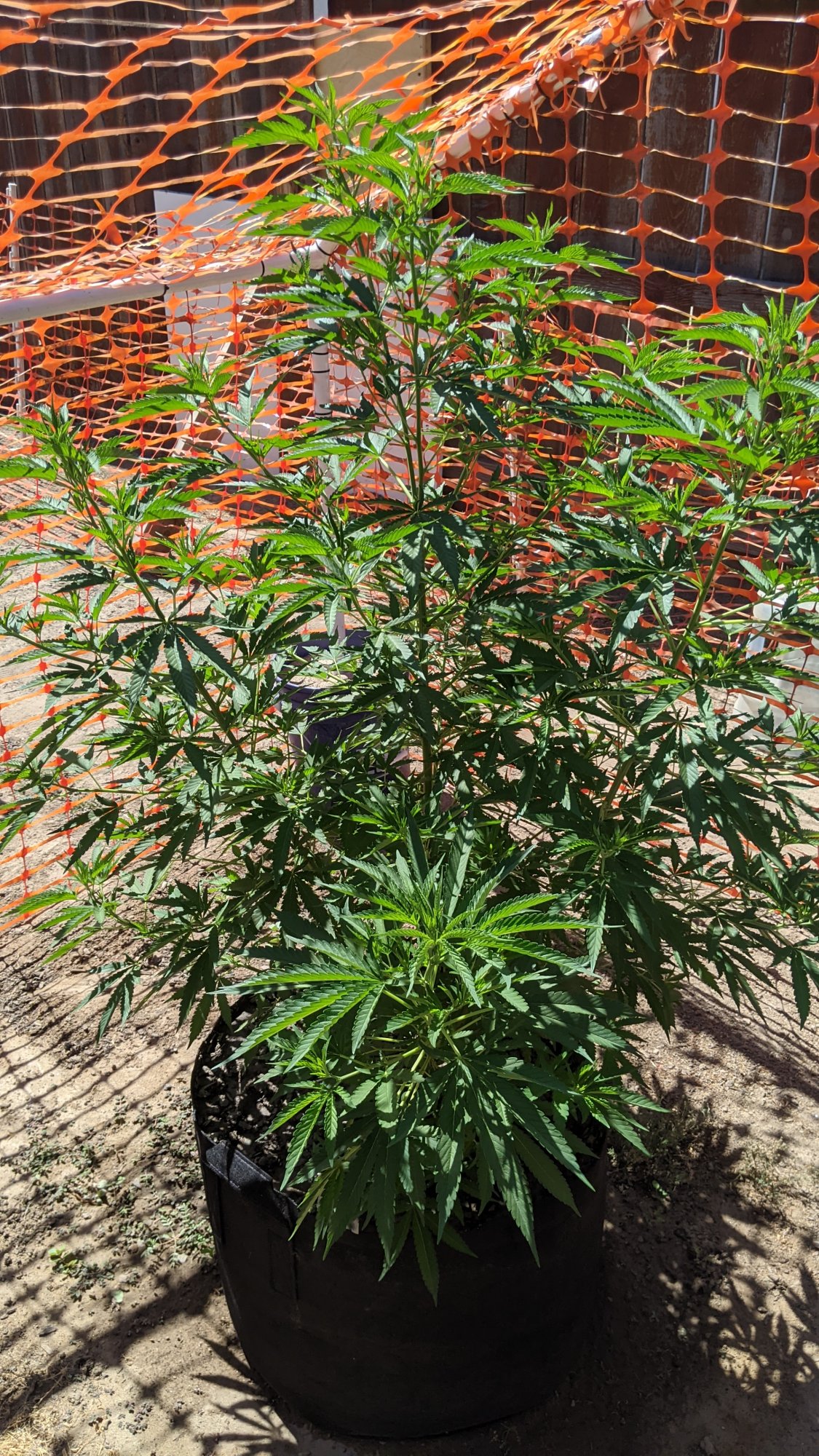 PXL 20210716 223905306