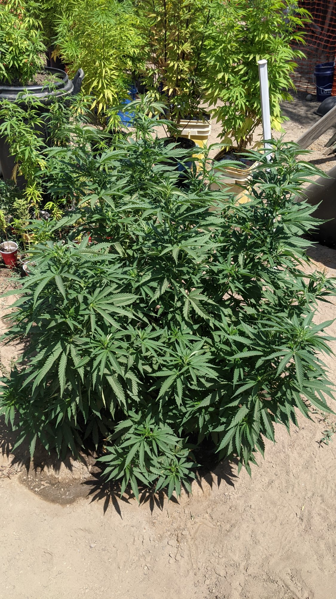 PXL 20210718 190557087