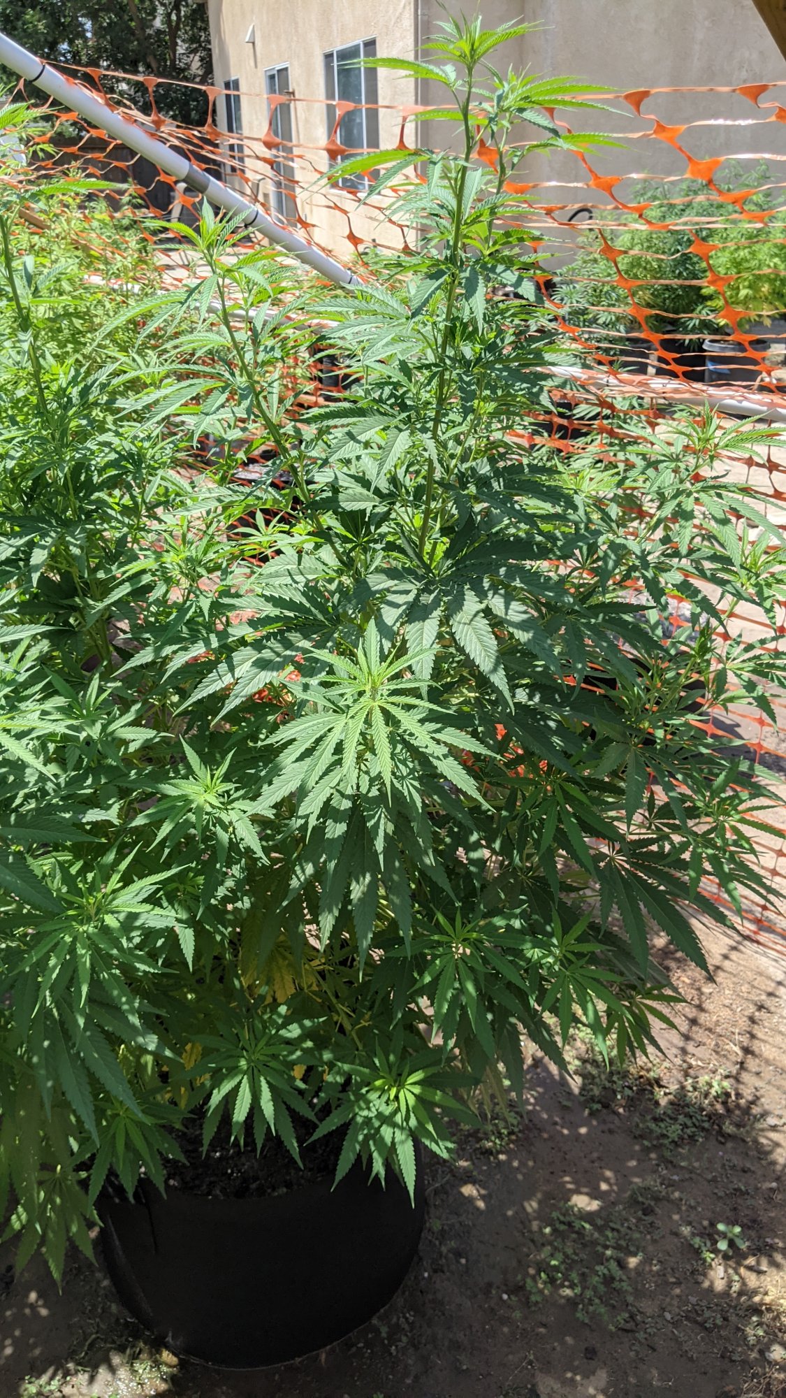 PXL 20210718 190628996