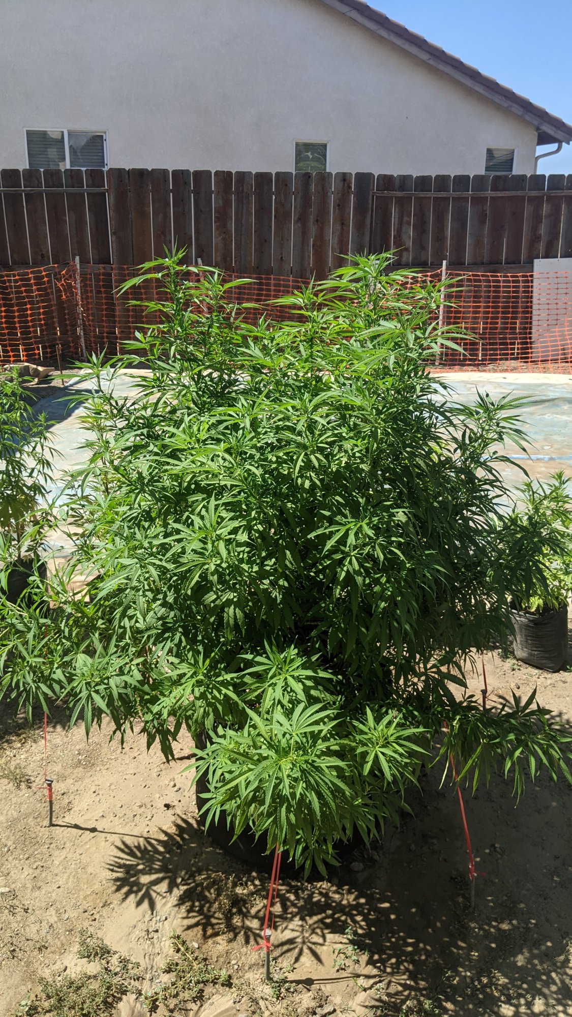 PXL 20210722 224318804