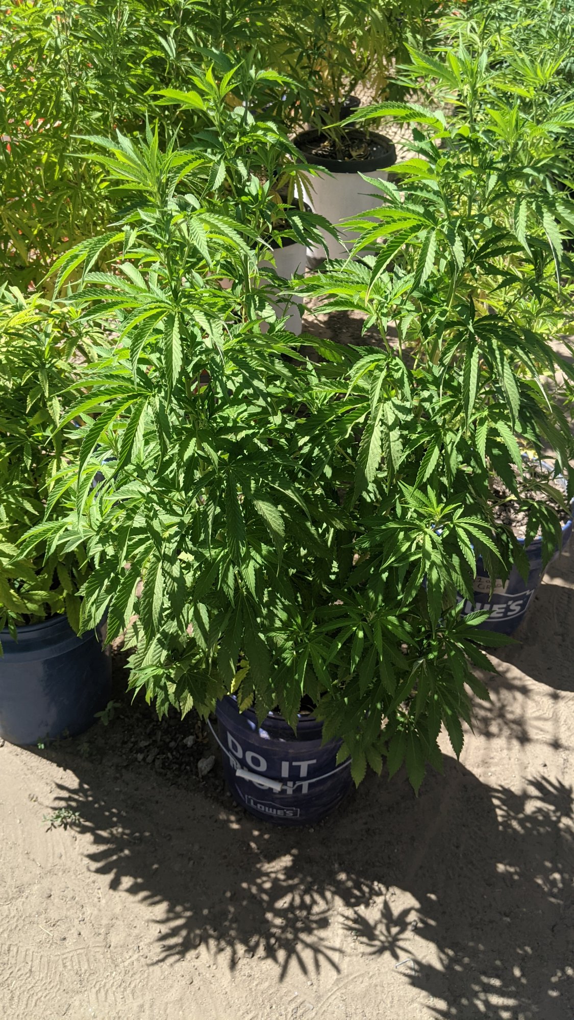 PXL 20210722 224354547