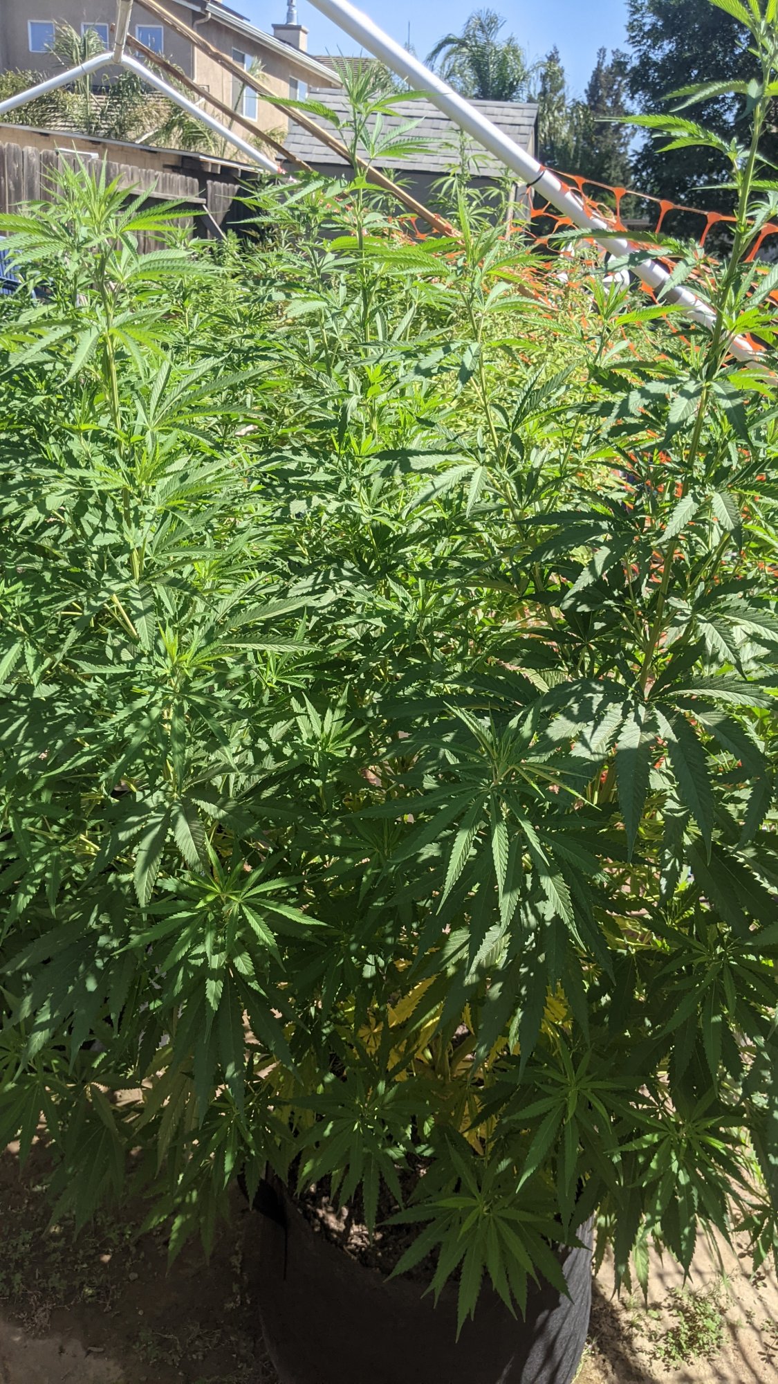 PXL 20210722 224411939