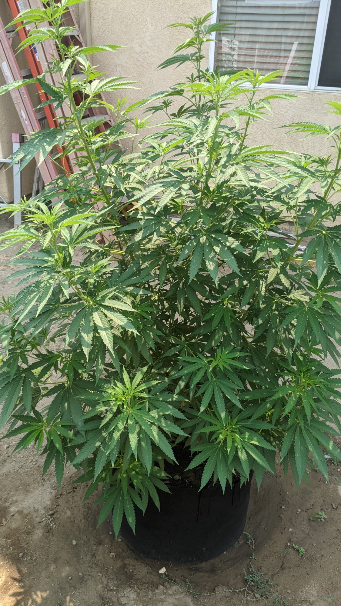 PXL 20210815 195254776