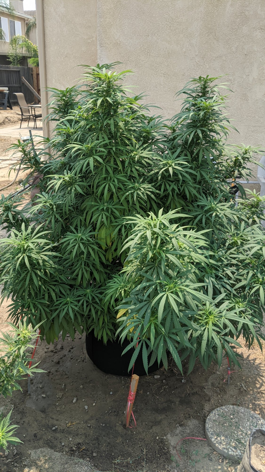 PXL 20210815 195328678