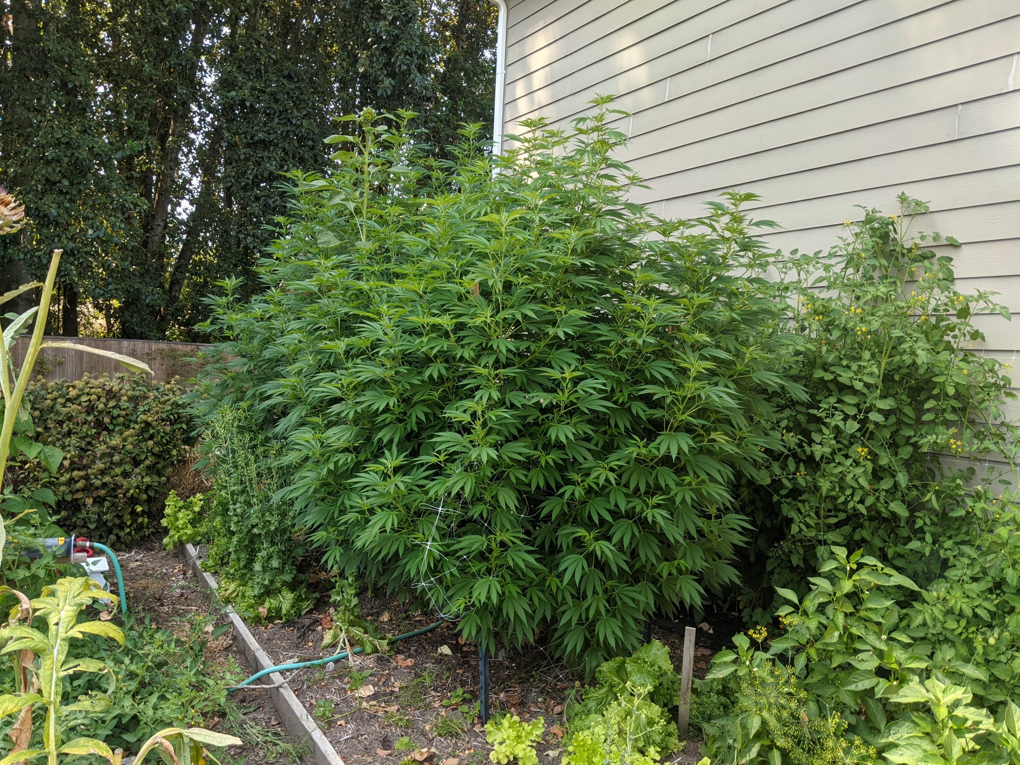 PXL 20210818 214914898